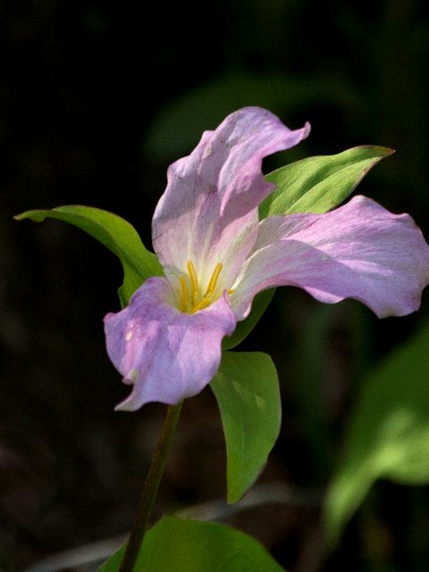 Pink Trillium  Stony Fork Valley Overlook, Blue Ridge Parkway